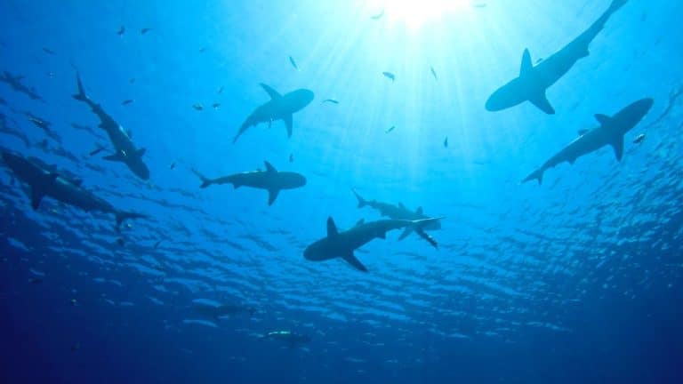 How-To-Avoid-Shark-Attacks