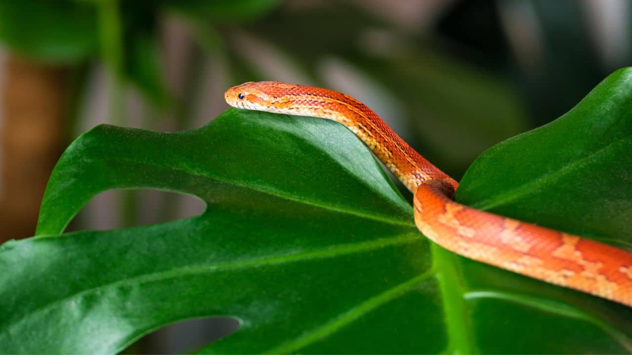 WATCH, LOOK: These snakes are most likely to be living with you