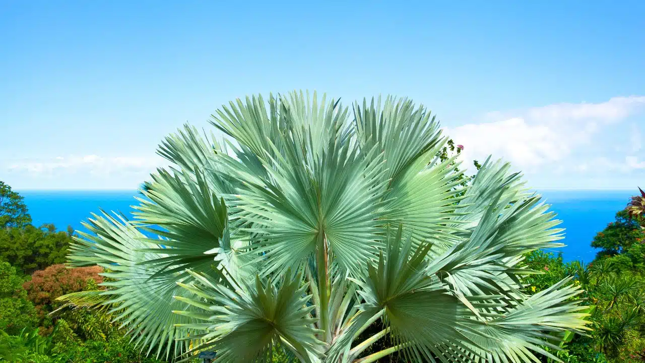 Botanical-Gardens-In-Hawaii