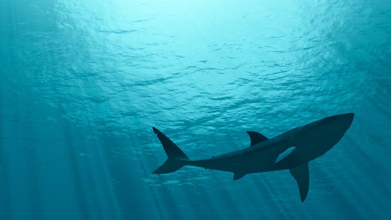 Shark-Adventure-In-Cabo San Lucas