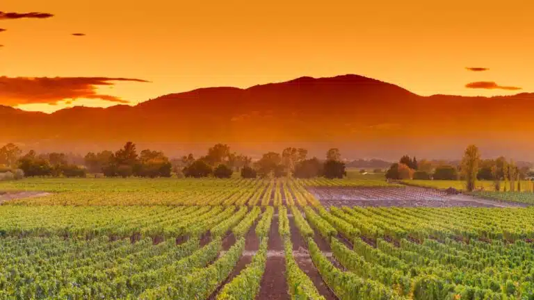 Winery-Plantation-In-Napa-Valley