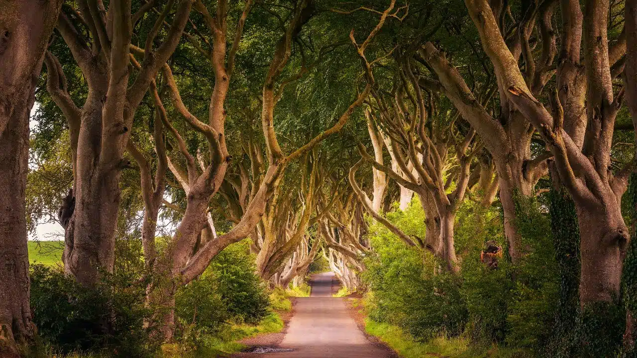 Trees-In-Dark-Hedges-Ireland