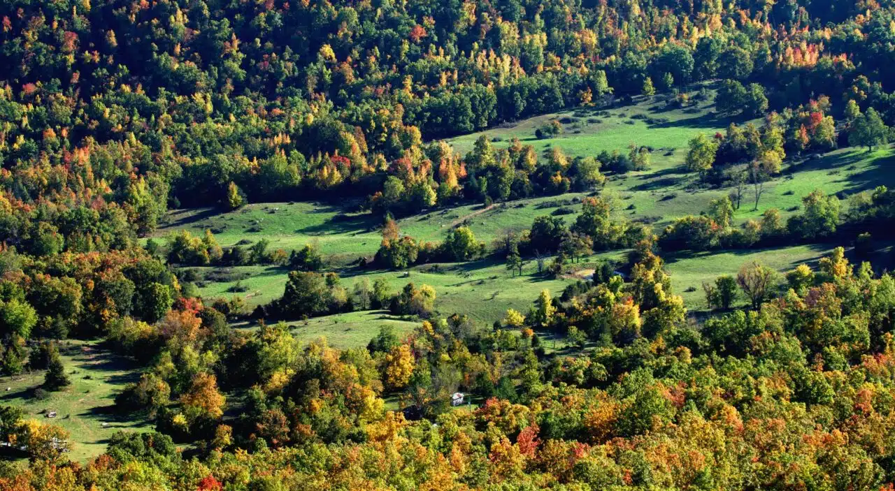 ozark hillside in the fall