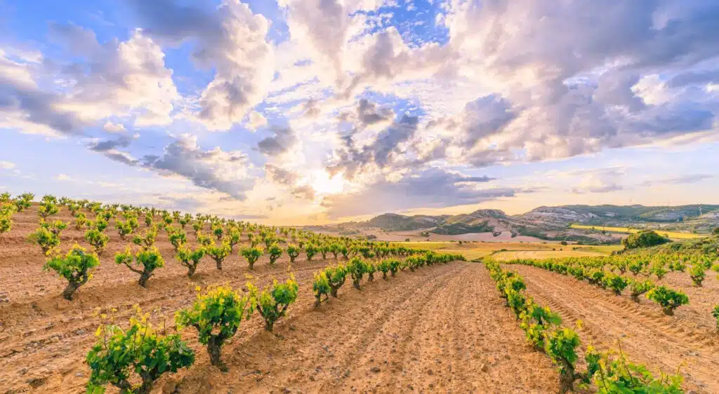 Ribera-Del-Duero-Scenery