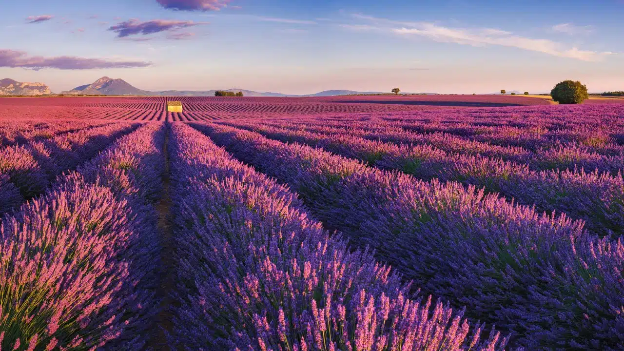 Lavender-Fields-In-Gordes