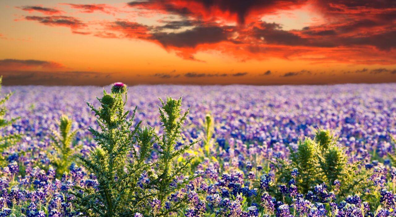 Sunset over a bluebonnet field in rural Texas 