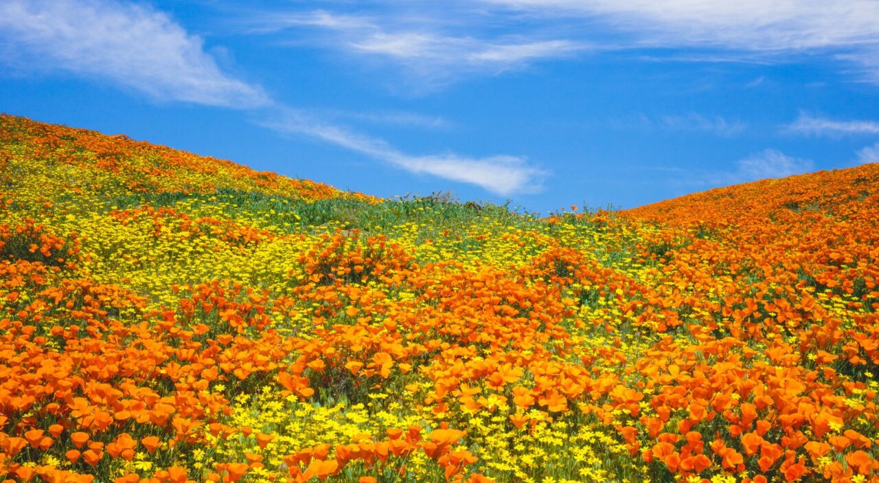 Poppies covering the hills of Antelope Valley