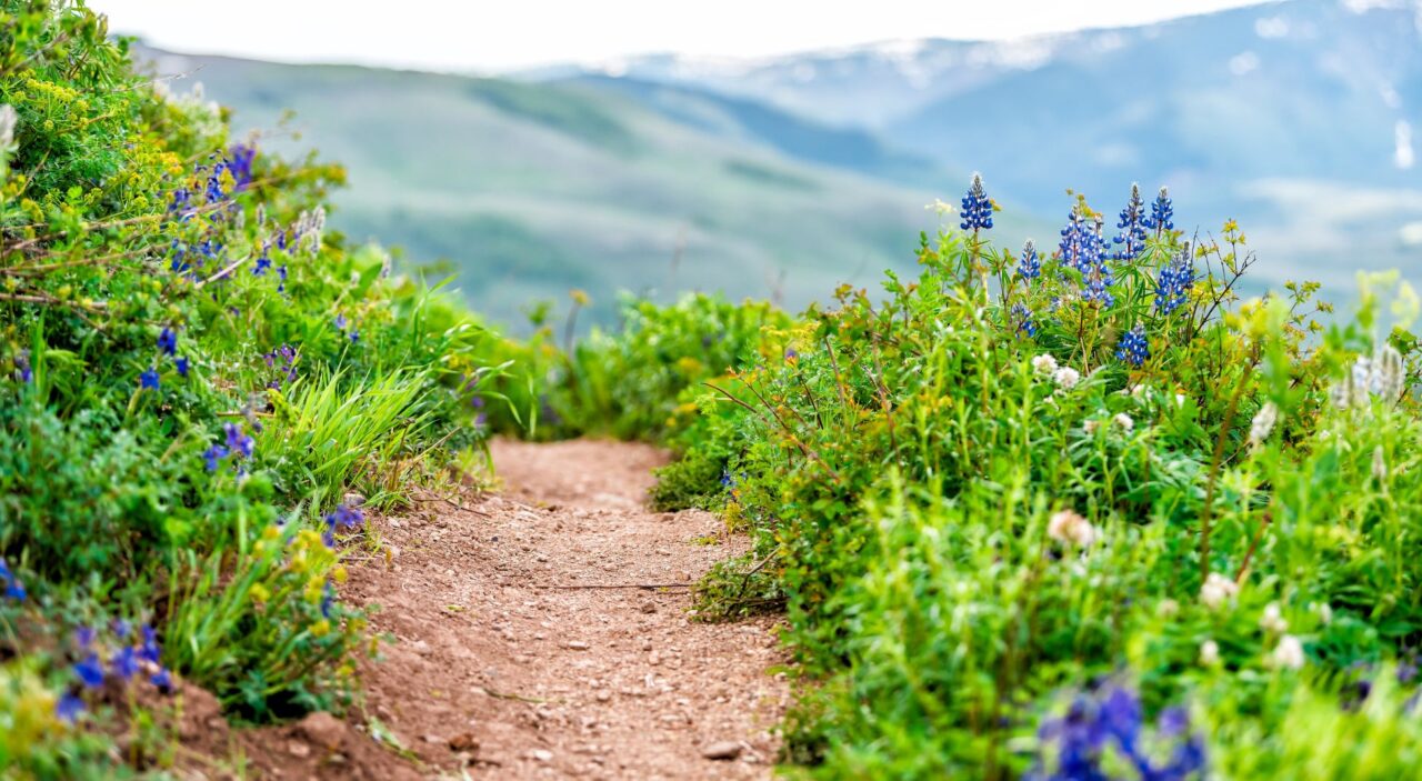 Wildflowers lining dirt hiking trail in Crested Butte