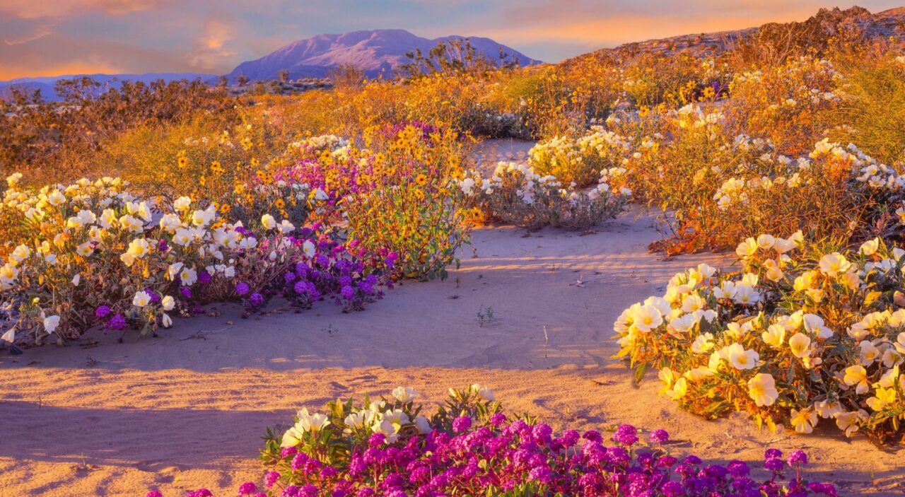 Spring wildflowers in Anzo-Borrego Desert State Park