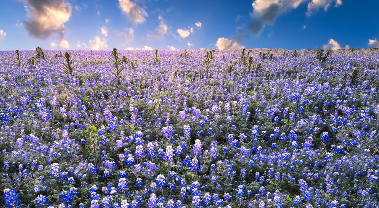 Bluebonnet field in Texas Hill Country