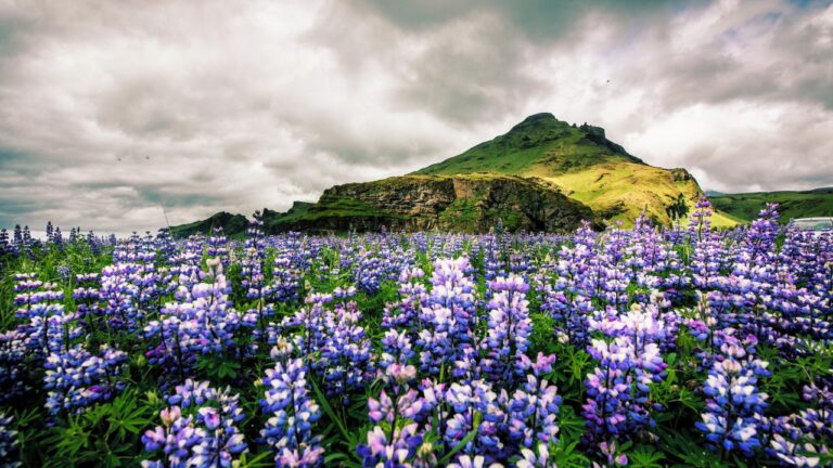 pretty wildflowers in iceland