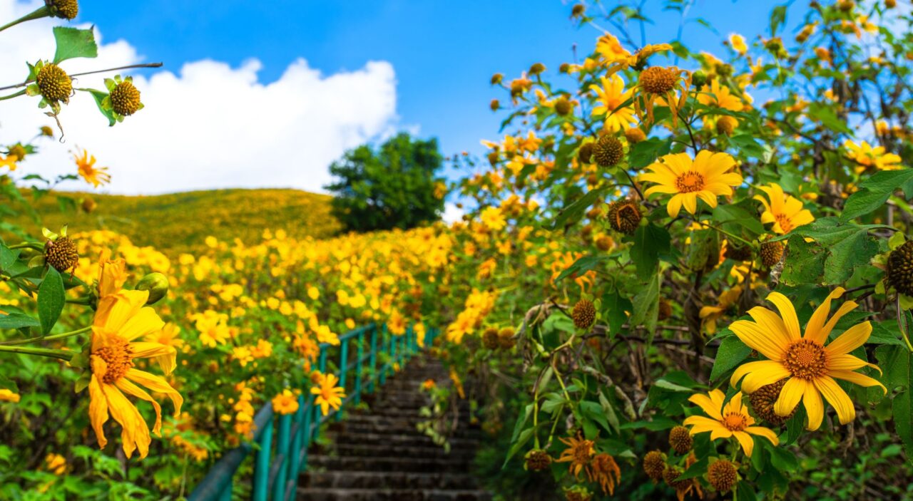 Stairs leading through field of Mexican sunflowers in Tung Bua Tong