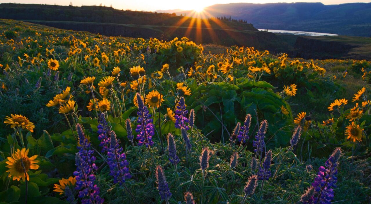 Wildflowers above Columbia River Gorge in spring