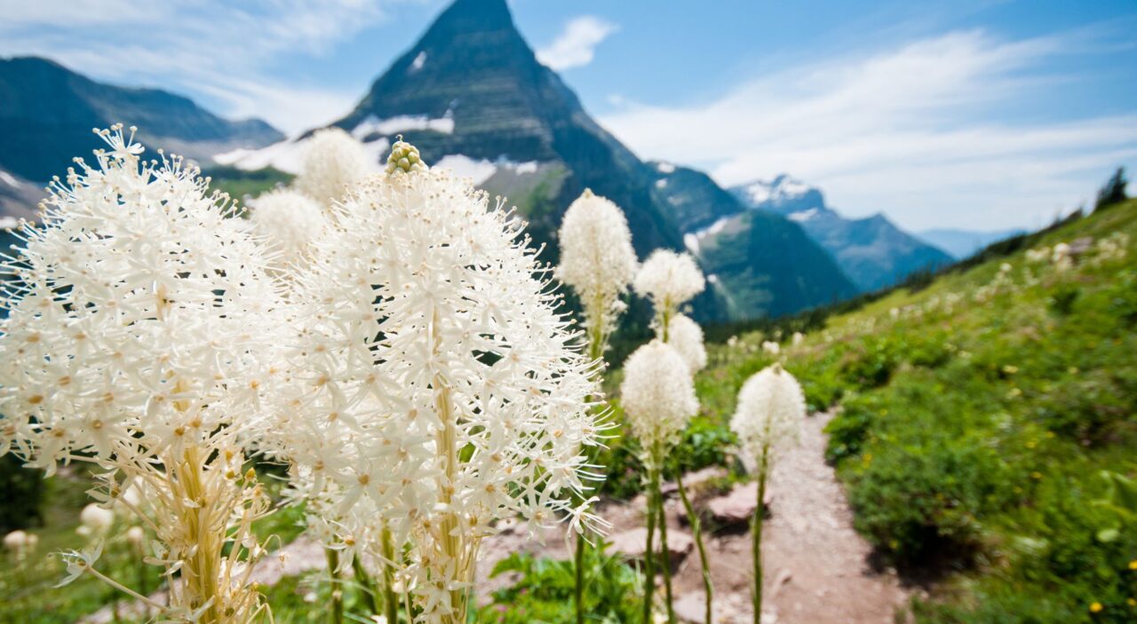 Beargrass along Logan Pass and Hidden Lake trail in Glacier National Park  