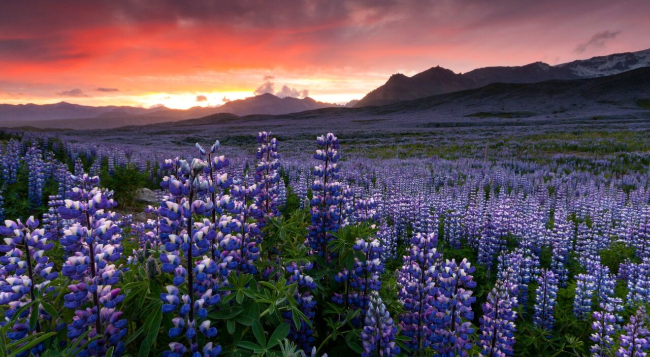 Lupine field in South Iceland