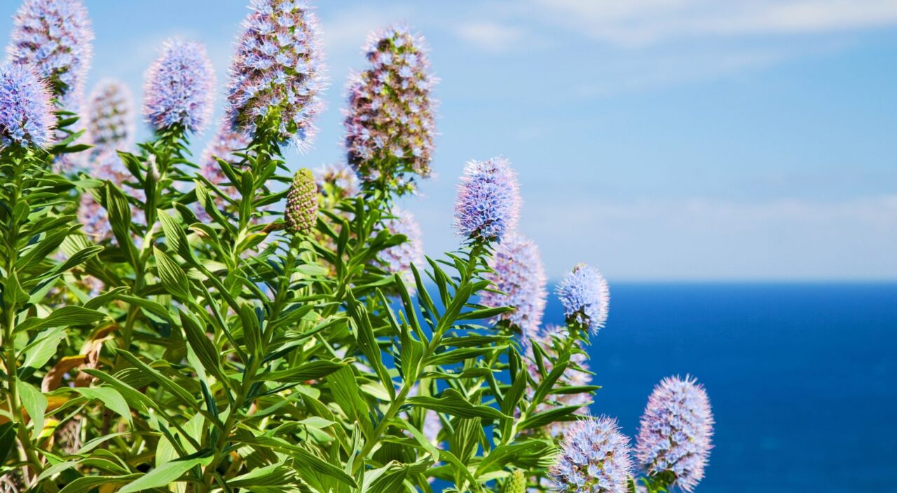 Pride of Madeira flower blossoming near ocean