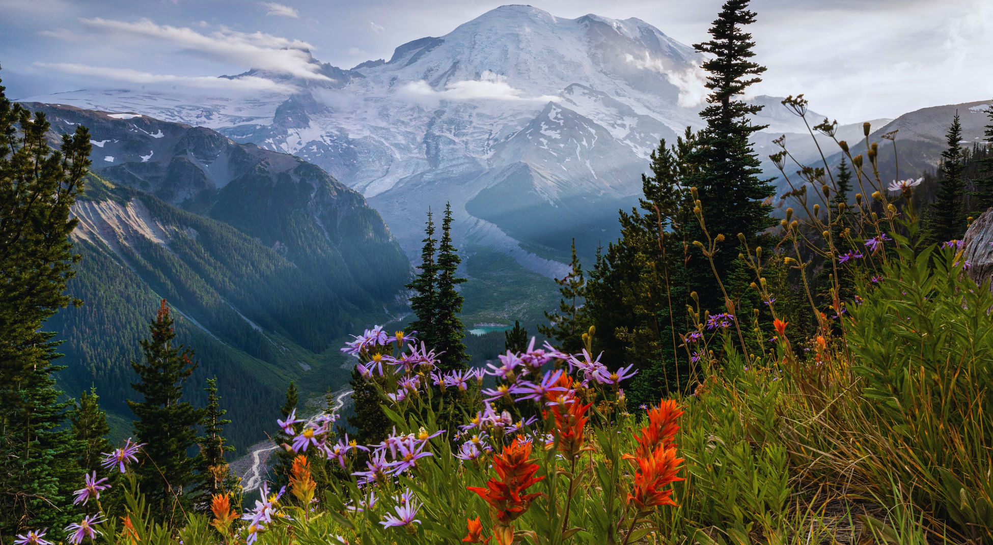 Pretty wildflowers with Mount Rainier in background