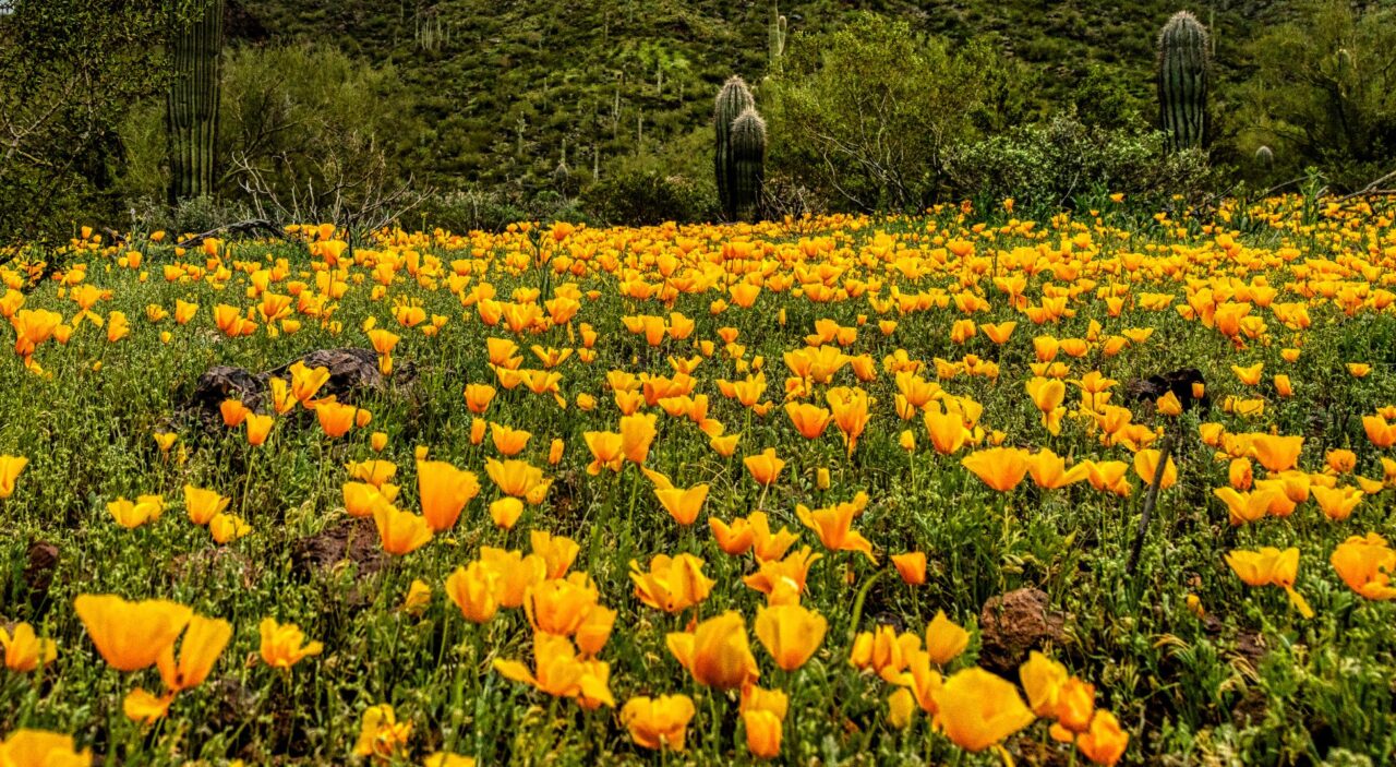 Field of poppies in Picacho Peak State Park