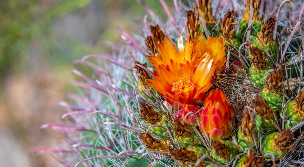 Close up of blooming Saguaro cactus flower