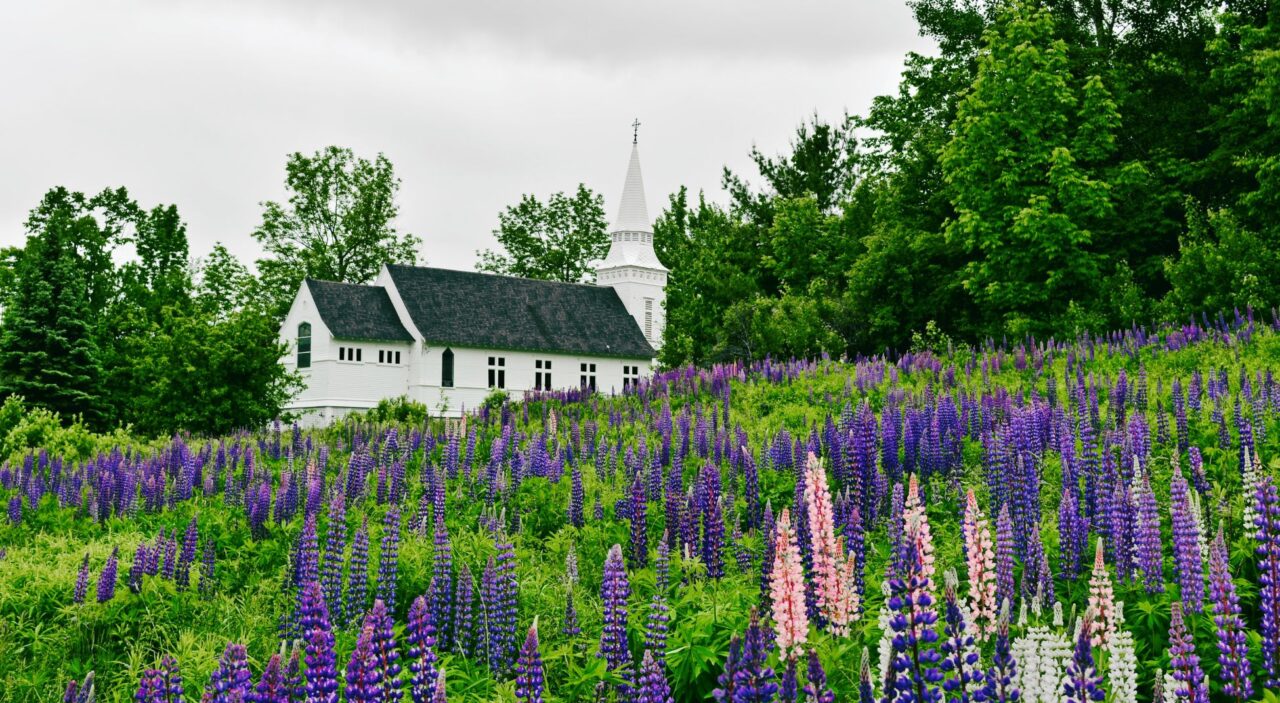 Field of pink and purple lupines surrounding a white church in Sugar Hill, NH