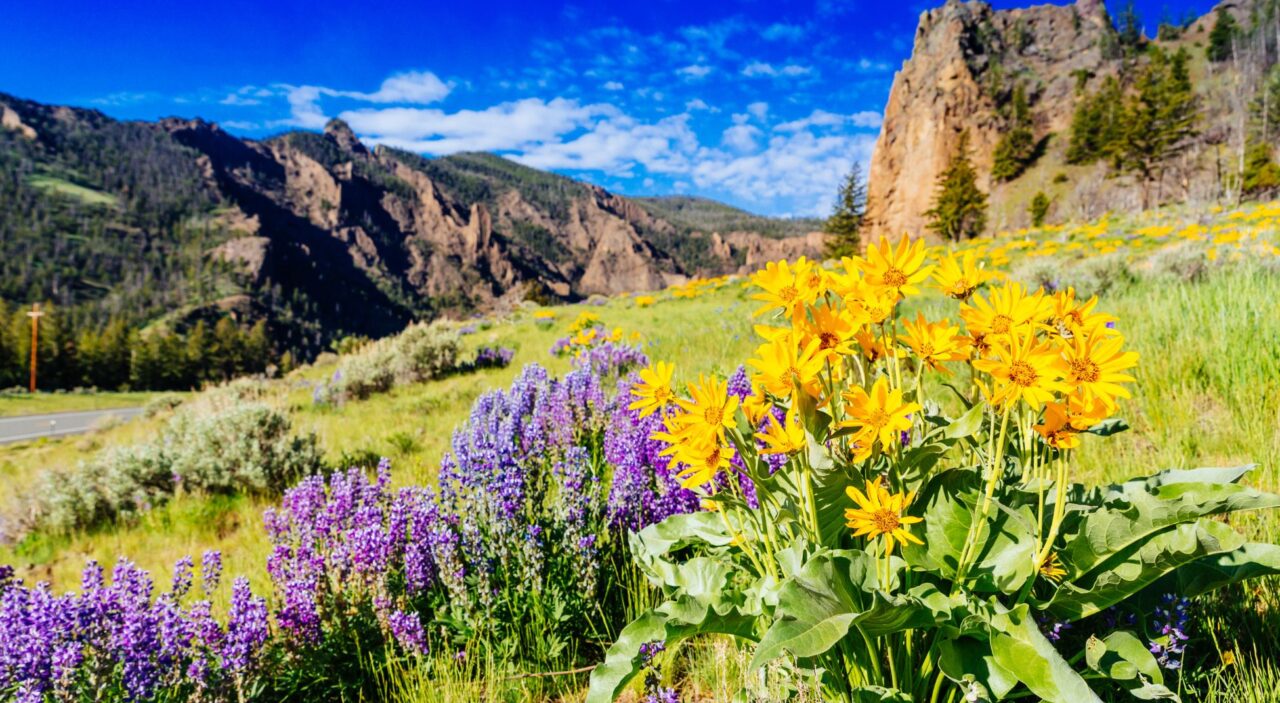 Purple and yellow wildflowers in Yellowstone National park