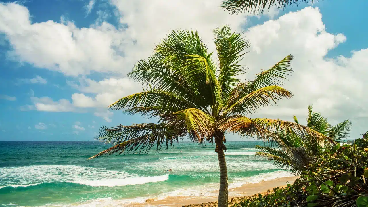 Palm tree overlooking the turquoise waters of Aguadilla, Puerto Rico, with sandy beaches, Caribbean waves, and tropical coastal scenery along the island's stunning northwest coast.